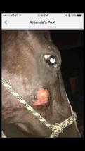 More fly mask ulcers