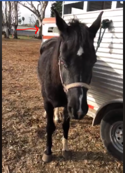 Black mare from other flipper with Nacho's trailer behind