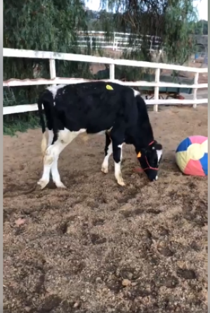 Kevin the Cow